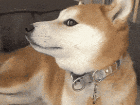 8-bit Shiba Inu